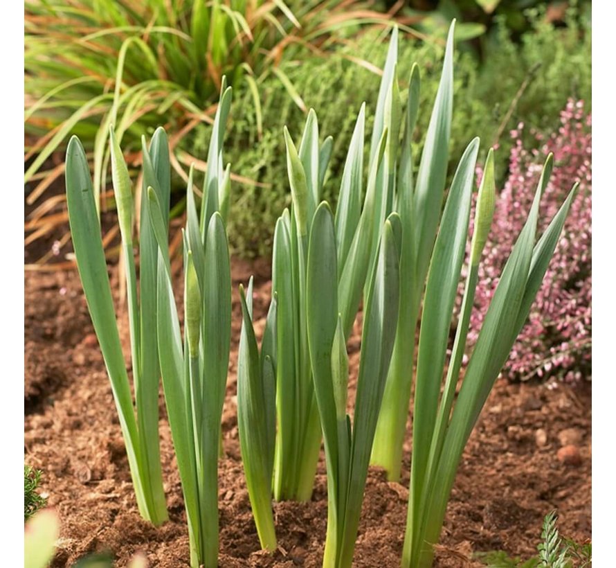 Bollenmand - ø 22 cm - 3 stuks