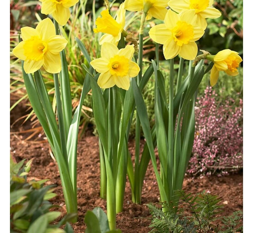 Bollenmand - ø 22 cm - 3 stuks