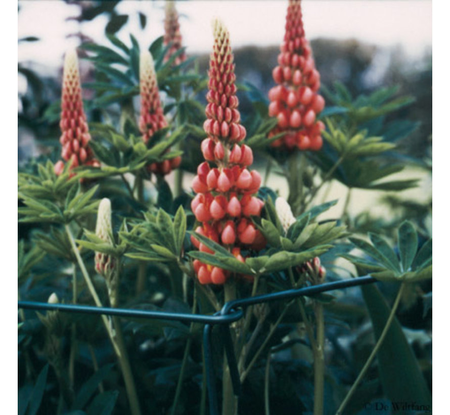 Plantsteunen Engels - 75 cm - 6 Stuks