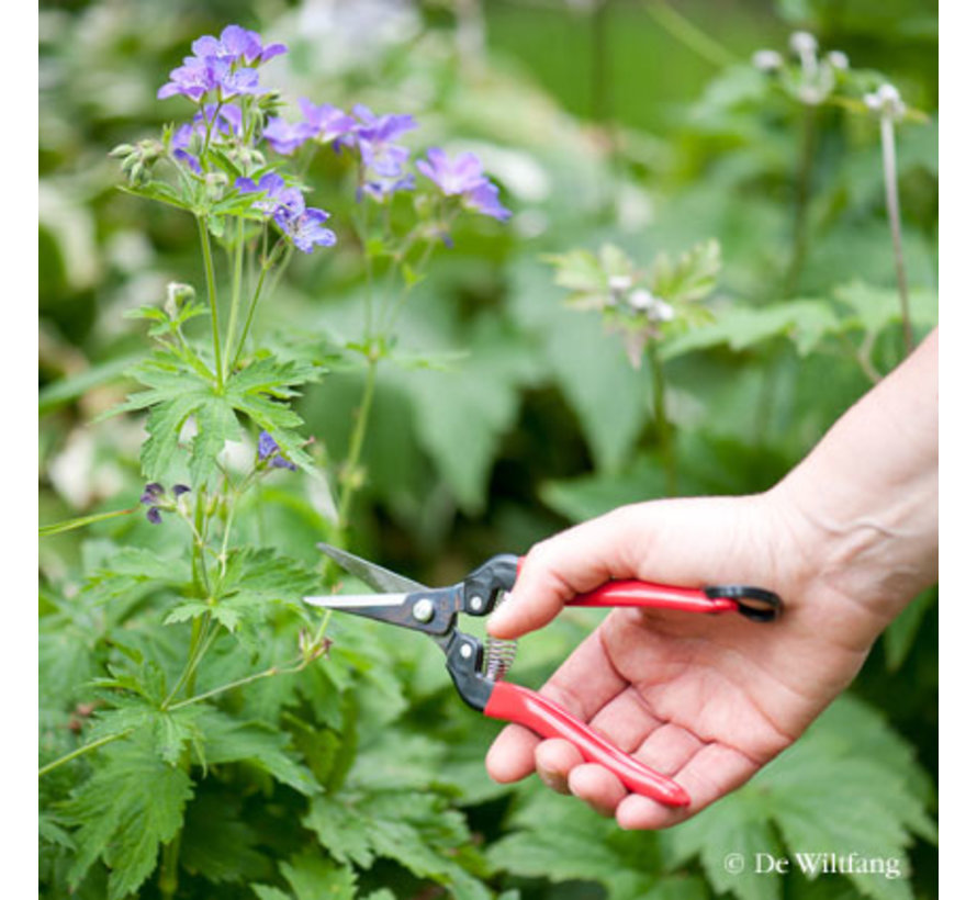 Dunschaar - Recht model