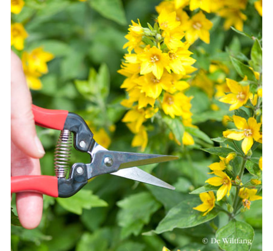 Dunschaar - Recht model