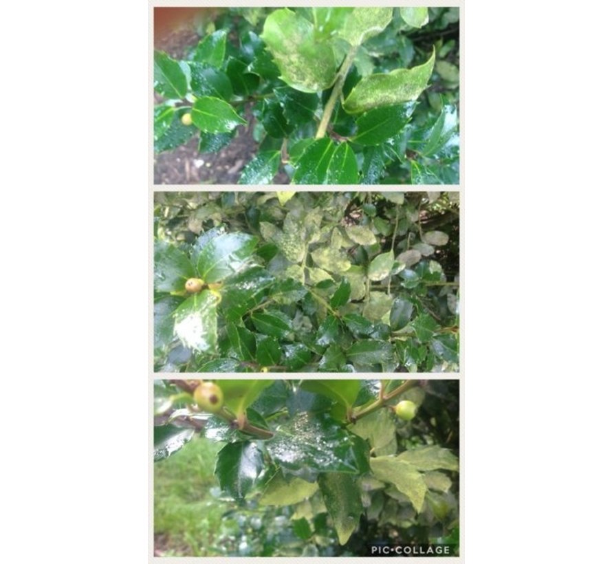 Groene aanslagreiniger - 750 ml