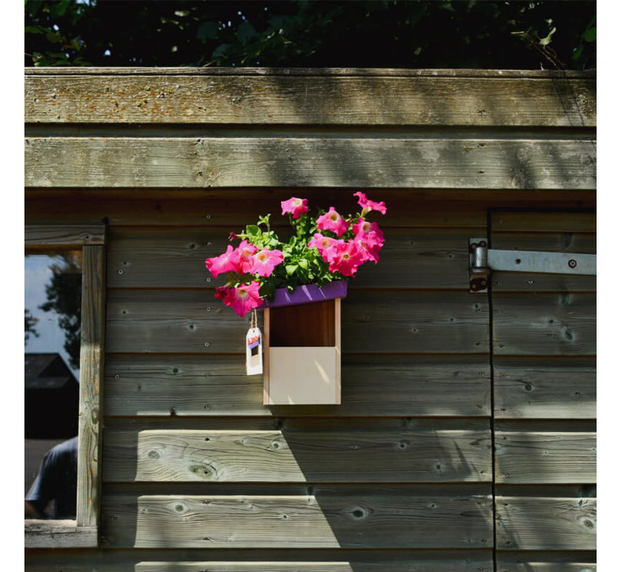 Vogelhuis - Roodborstje - Paars