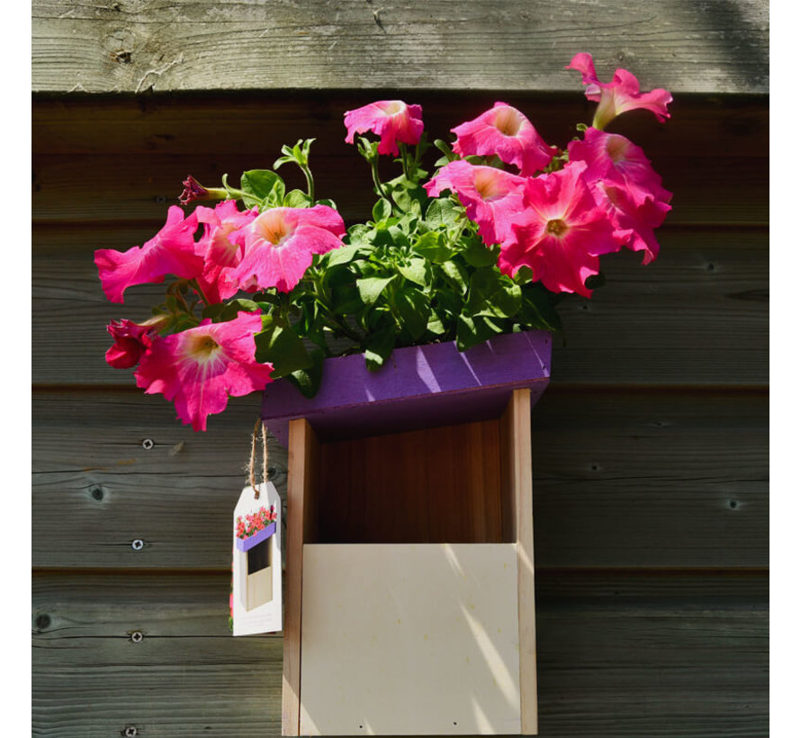 Vogelhuis - Roodborstje - Paars