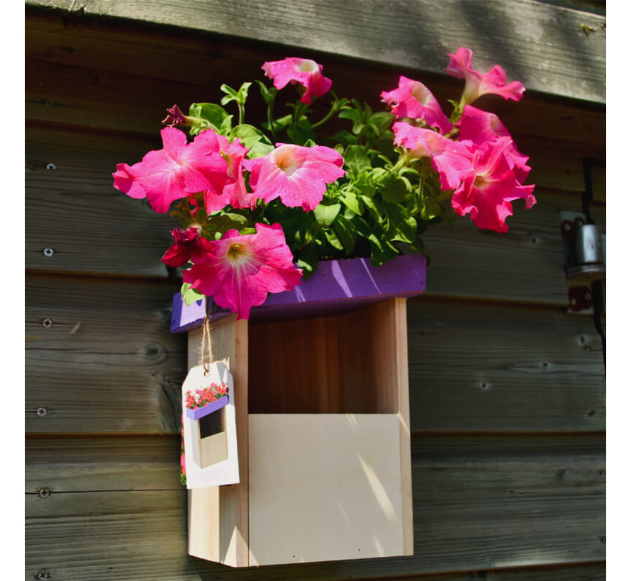 Vogelhuis - Roodborstje - Paars