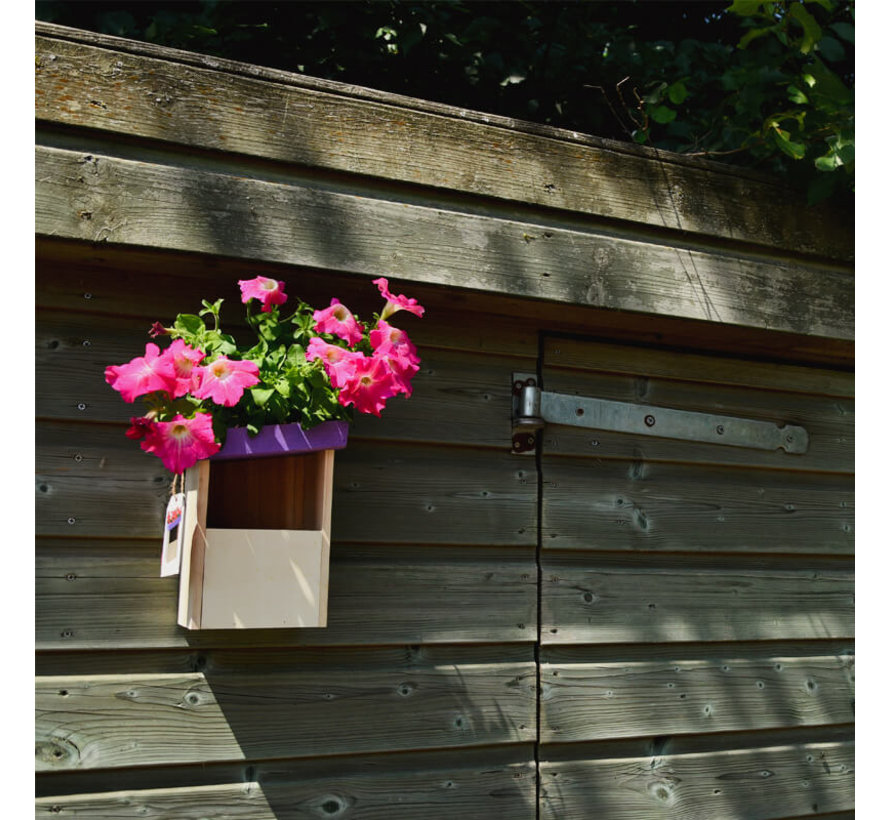 Vogelhuis - Roodborstje - Paars