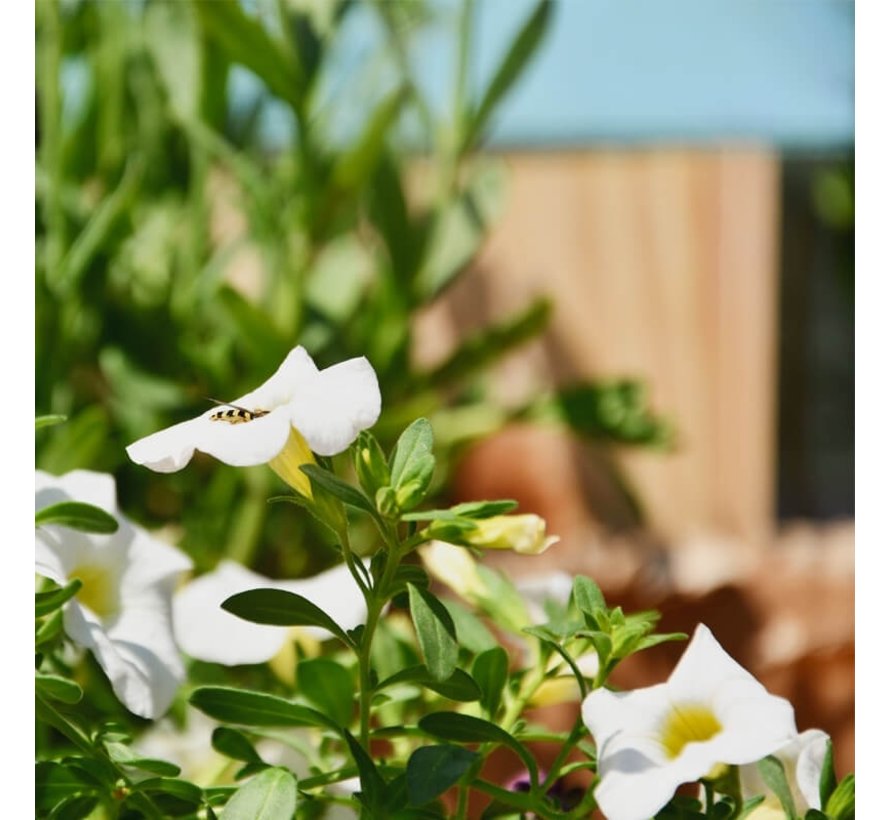 Vogelhuis - Roodborstje - Paars