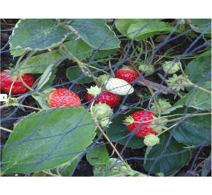 Vogelnet - Tuinnet - 2 Draads - 5 x 10 meter