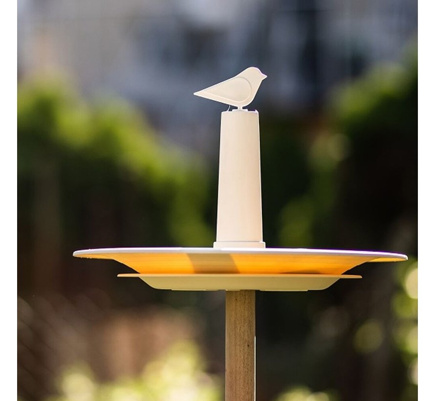 Vogelbadje Finch - Ivoor