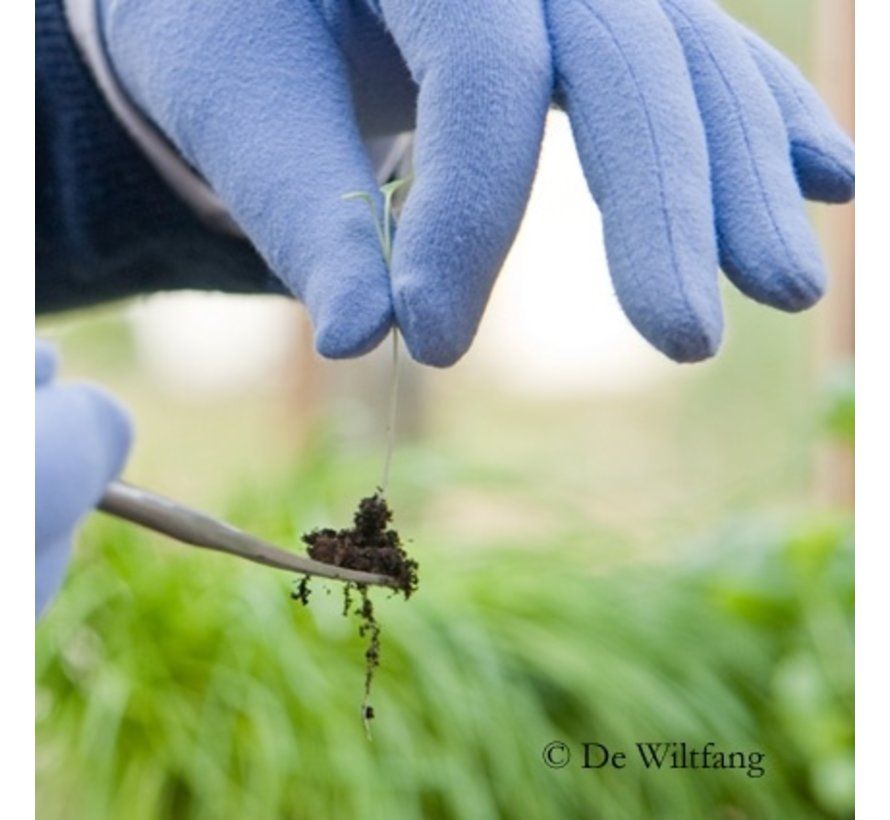 Verspeenlepeltje - RVS