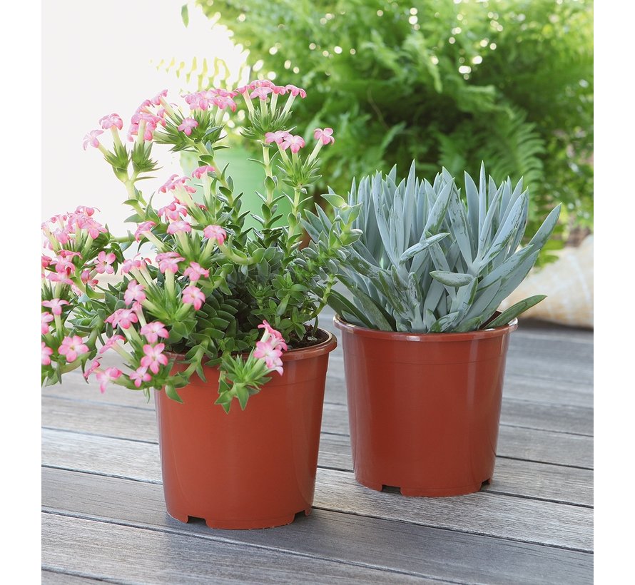 Kweekpot Terracotta - 11 t/m 33 cm