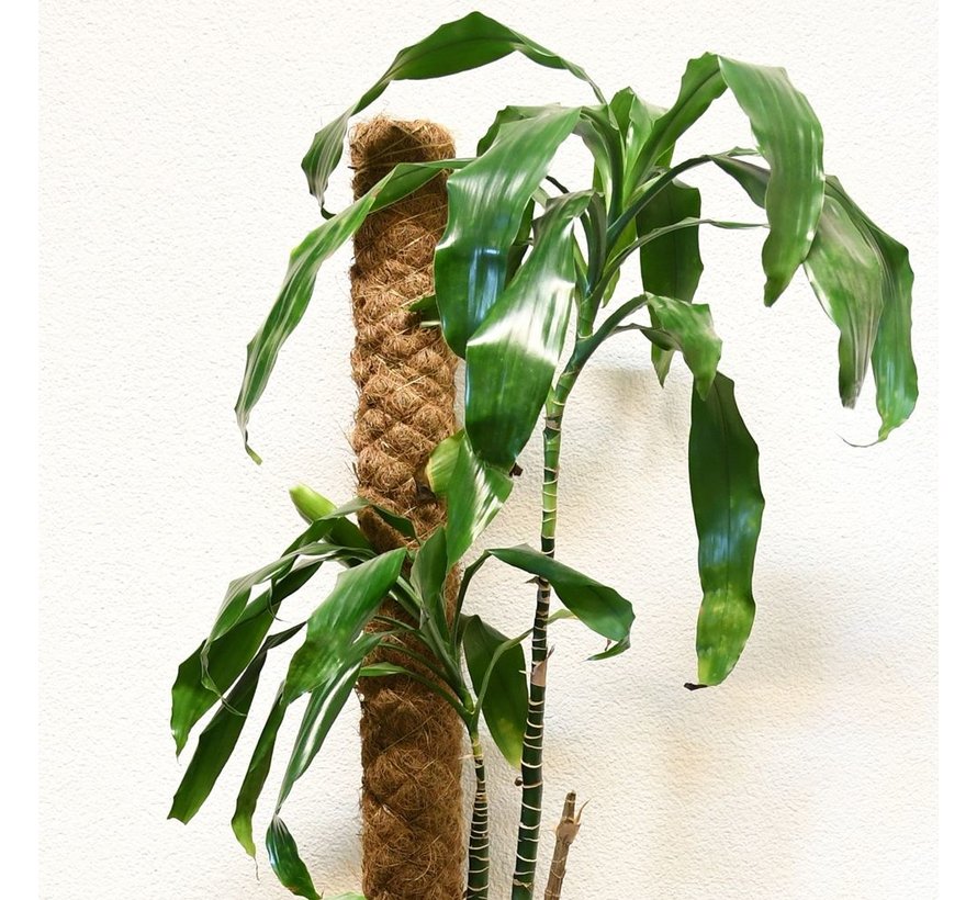 Kokosstok - 70 cm - ø 4 cm
