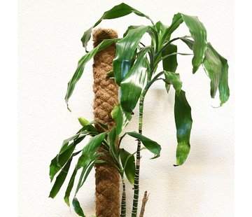 Meuwissen Agro Kokosstok - 110 cm - ø 7 cm