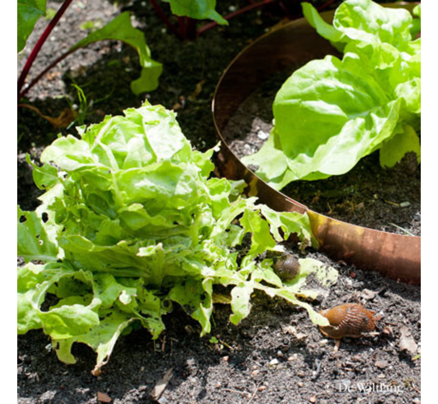 Slakken beschermringen klein