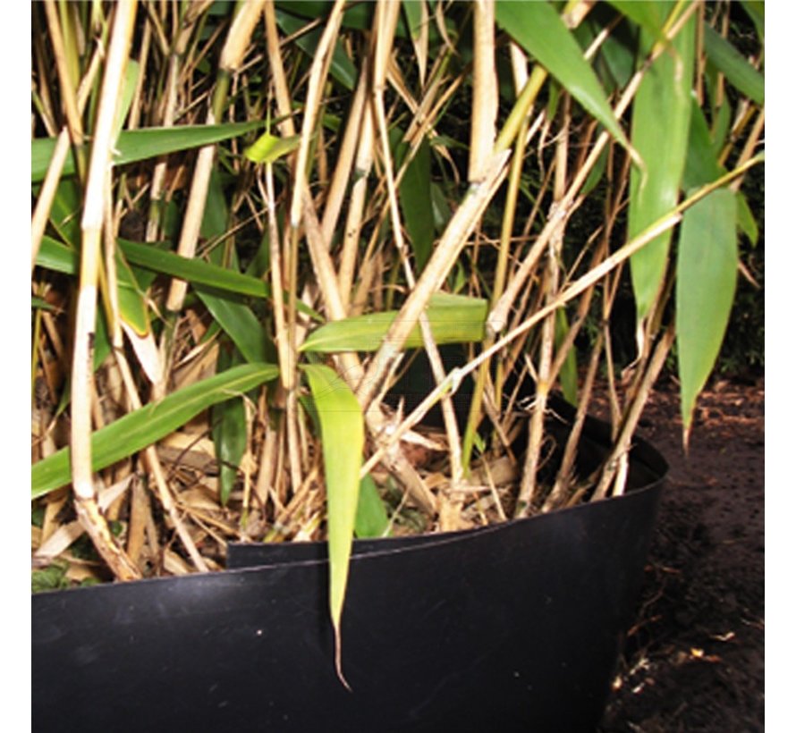 Bamboe Control 0,64 x 3 meter - Wortelbegrenzer