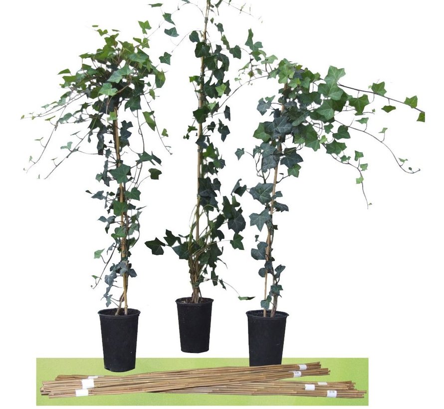 Bamboestokken 60 cm - 10 stuks