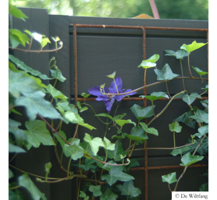 Uula kookverf - Zwartbruin 50/95