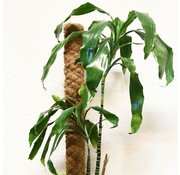 Meuwissen Agro Kokosstok - 140 cm - ø 7 cm