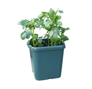 De Wiltfang Aardappel kweekbak