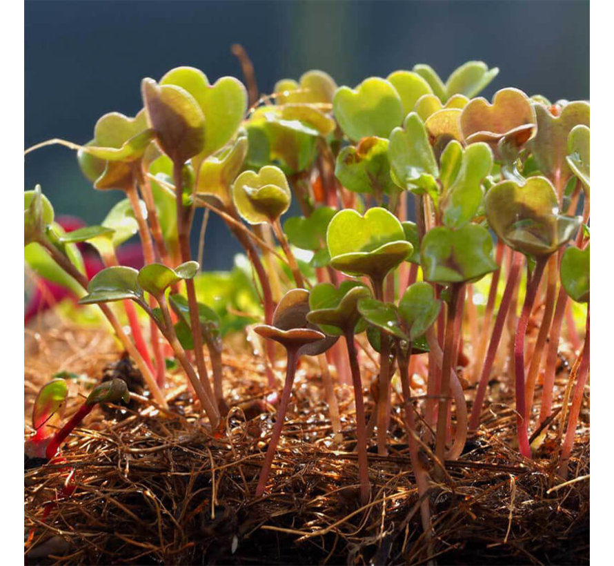 Kweekmat - Kokosvezel