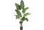 Categorie Planten & kunstplanten