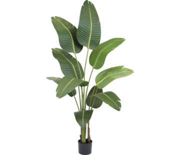 Greenmoods Kunstplant Strelitzia - 180 cm