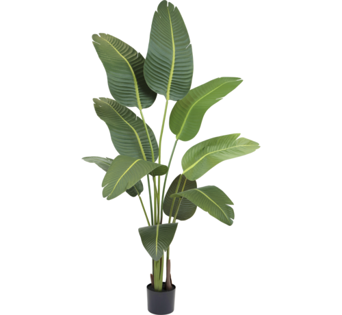 Greenmoods Kunstplant Strelitzia - 180 cm