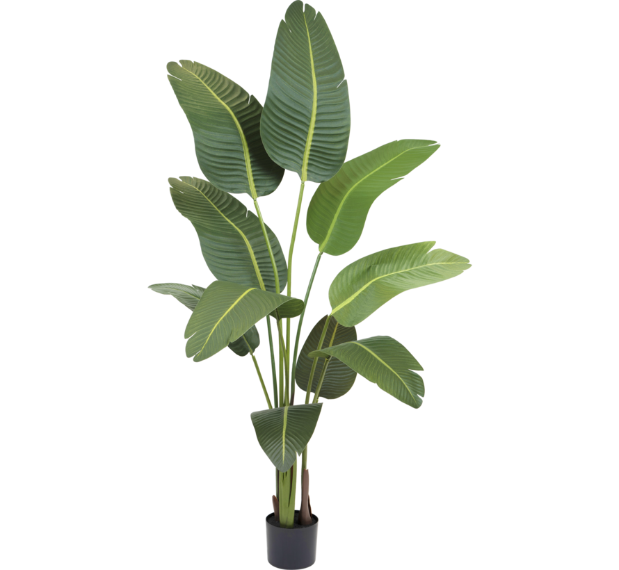 Kunstplant Strelitzia - 180 cm
