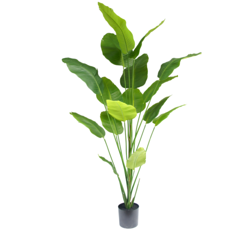 Greenmoods Kunstplant Strelitzia - 210 cm