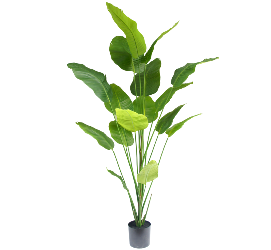Kunstplant Strelitzia - 210 cm