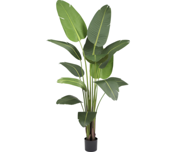 Greenmoods Kunstplant Strelitzia Deluxe - 210 cm