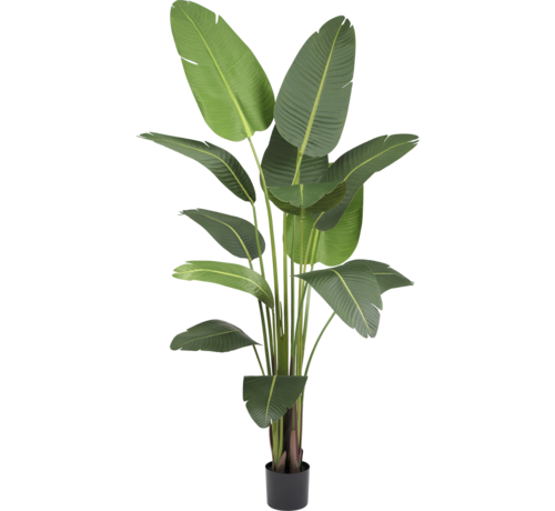 Greenmoods Kunstplant Strelitzia Deluxe - 210 cm