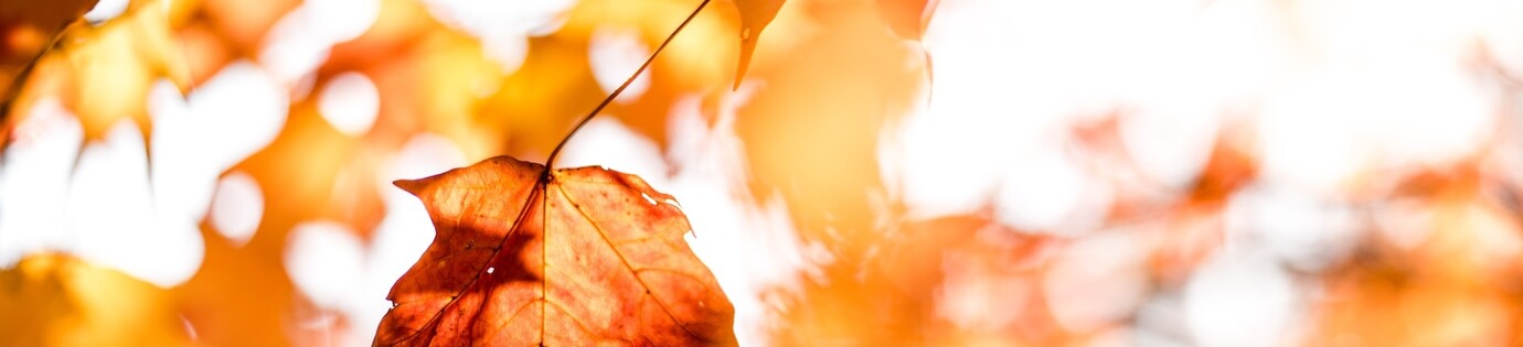 Het opruimen van bladeren in de tuin en de dakgoot schoonmaken