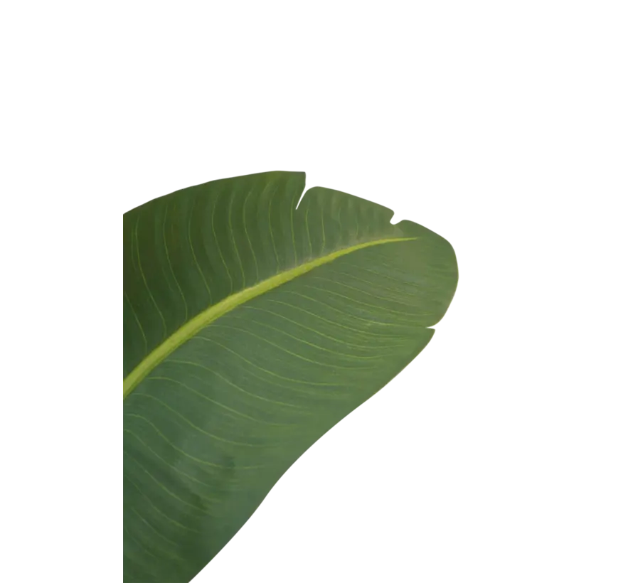 Kunstplant Strelitzia Deluxe - 210 cm