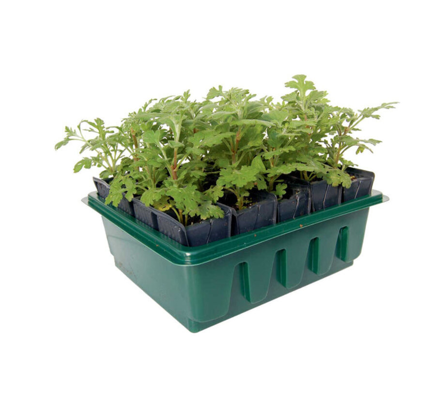 Zaaibakje Roottrainer - Snel en compact - 20 cellen