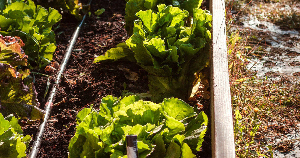 Start een moestuin voor beginners: 6 handige tips