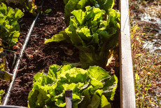 Start een moestuin voor beginners: 6 handige tips