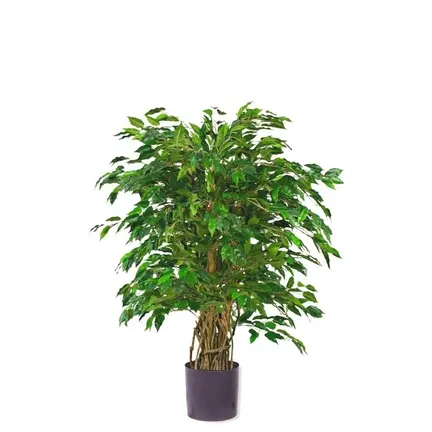 Kunst Ficus