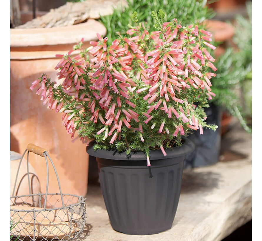 Bloempot Azteki - Terracotta - 20 - 50 cm - Rond