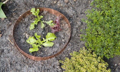 Slakken bestrijden, wat kan je doen?