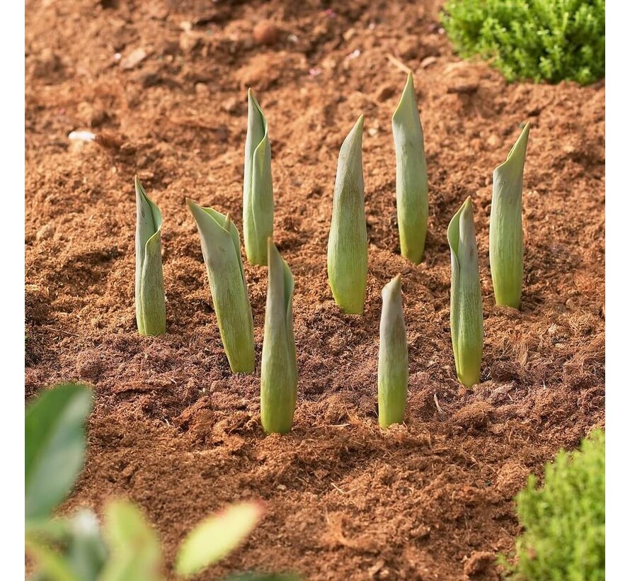Bollenmand - ø 26,5 cm - 3 stuks