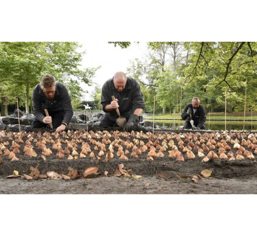 Sneeboer Planttroffel - 2 lengtes - Oud Hollands model