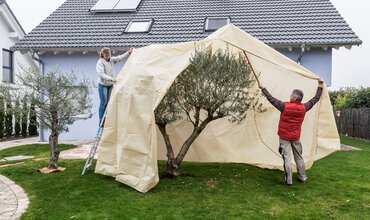 Hoe bescherm je je planten tegen vorst?