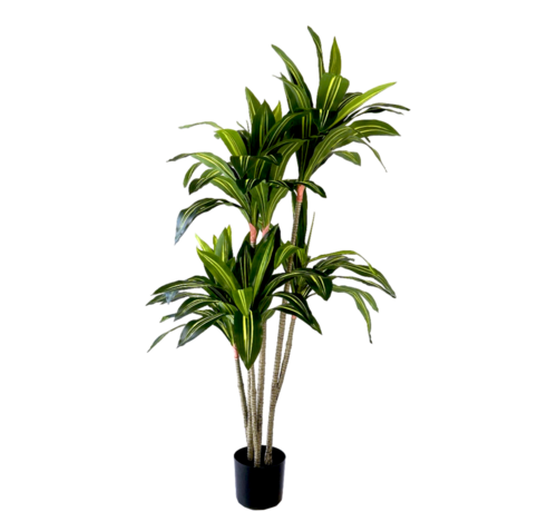 NeverLeafs NeverLeafs Kunstplant Dracaena Fragrans - 150 cm