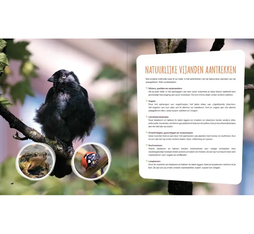 Tuinboek - Kleine Moestuin, Grote Opbrengst - Kim Nelissen