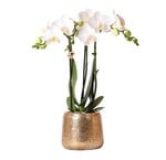 Categorie Orchideeën