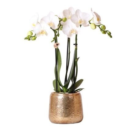 Orchideeën