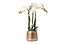 Orchideeën