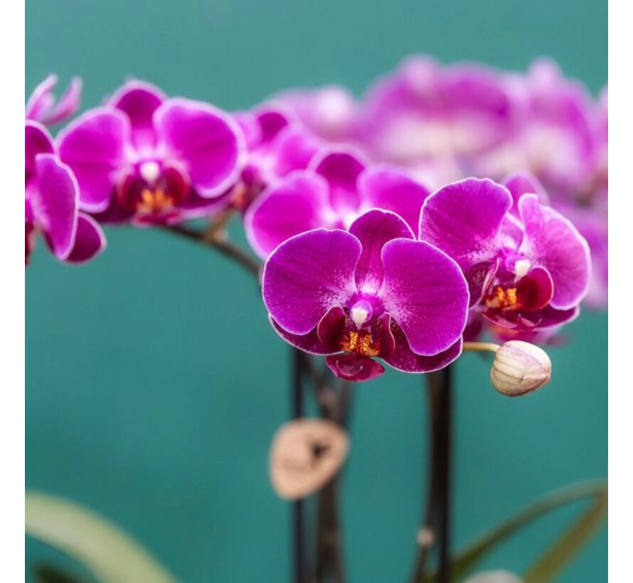Kolibri Company Surprise Mix box - Orchideeën - 4 stuks - 9 cm