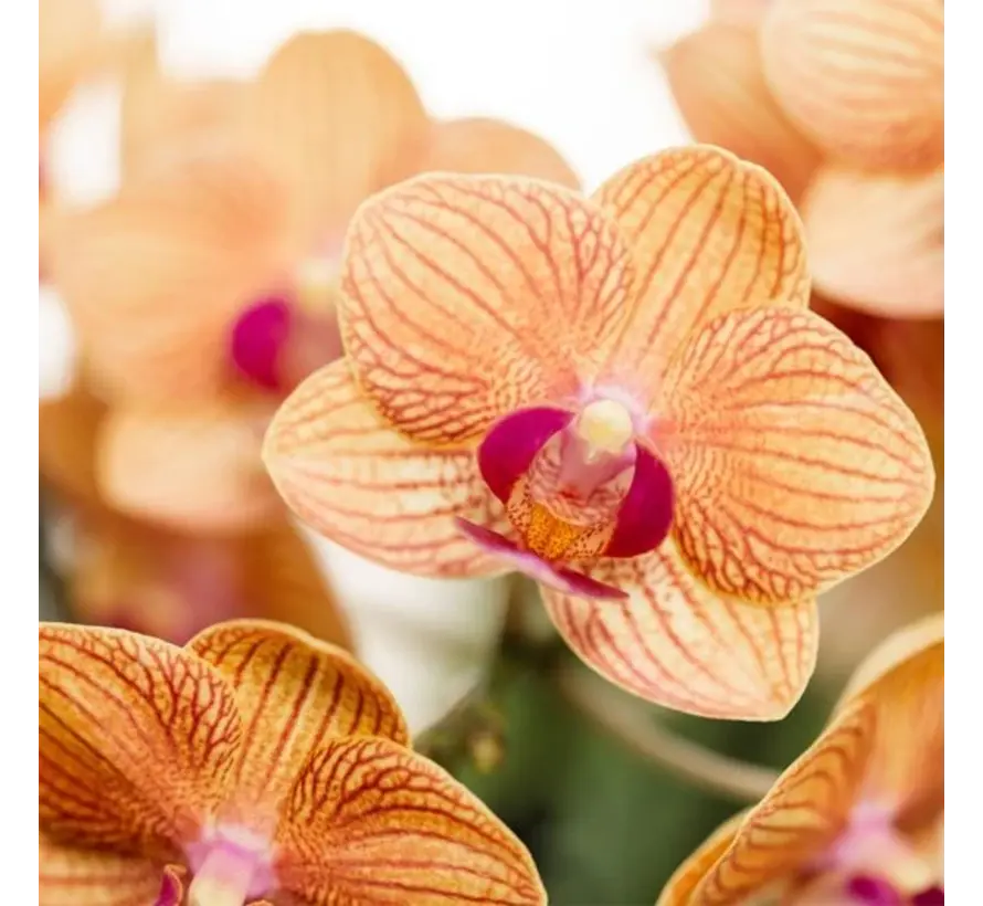 Kolibri Company Surprise Mix box - Orchideeën - 4 stuks - 9 cm